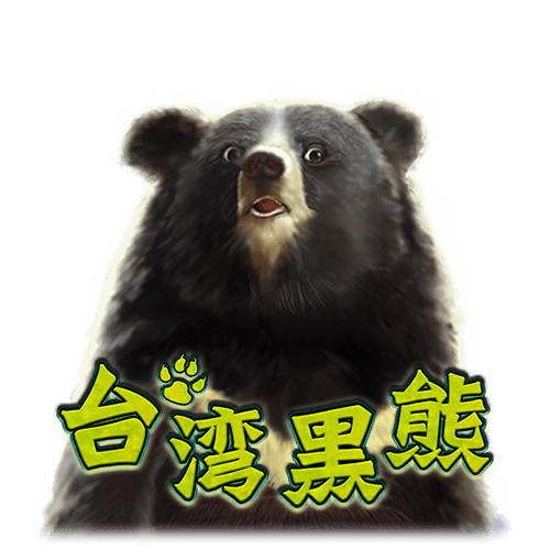 台湾黑熊